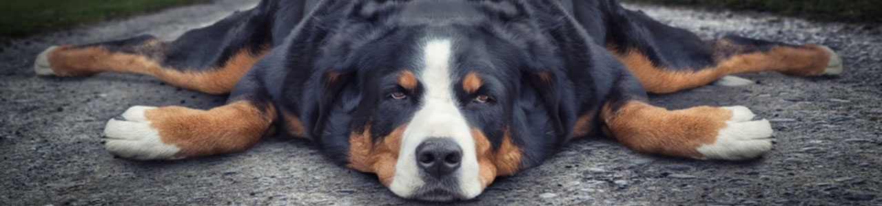 10 Best Dog Breeds for Laziest Owners